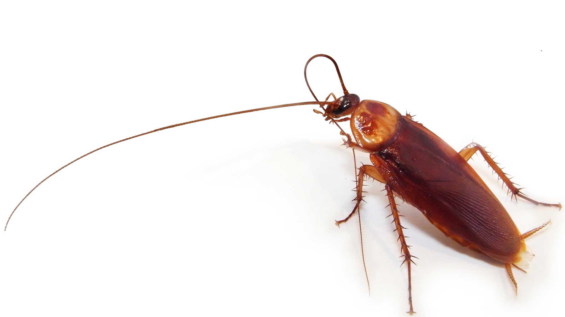 Κατσαρίδες