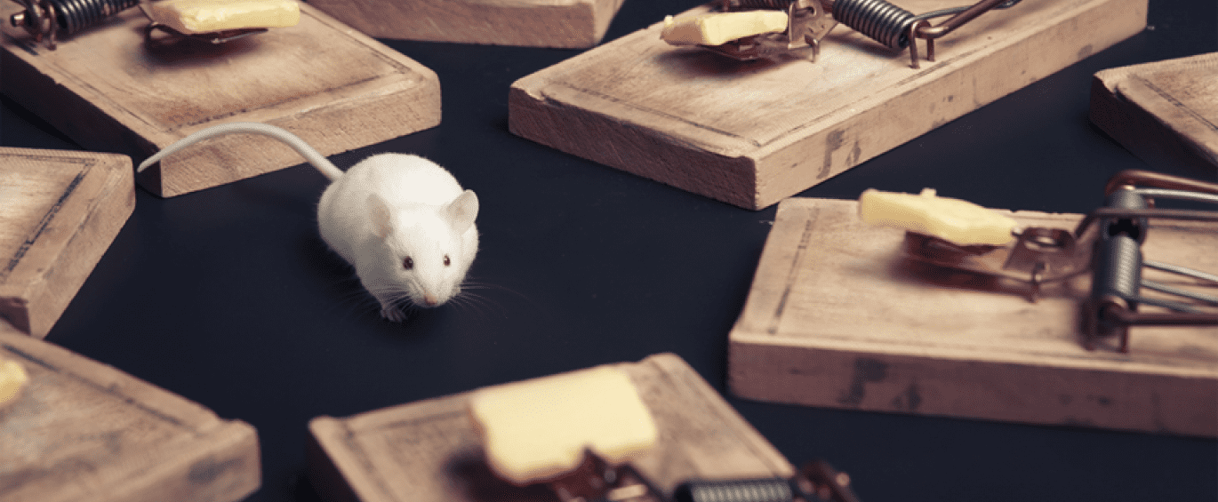 ποντίκι και παγίδα